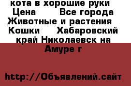 кота в хорошие руки › Цена ­ 0 - Все города Животные и растения » Кошки   . Хабаровский край,Николаевск-на-Амуре г.